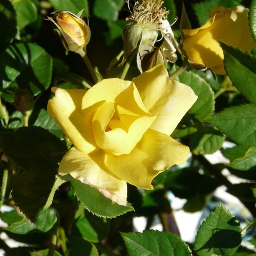 Rosa Liane Foly® - galben - Trandafir copac cu trunchi înalt - cu flori simpli - coroană tufiș